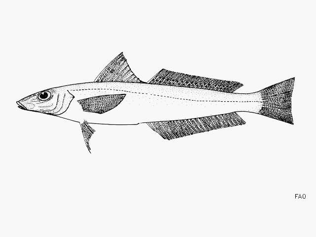 Image of Boutan's whiting
