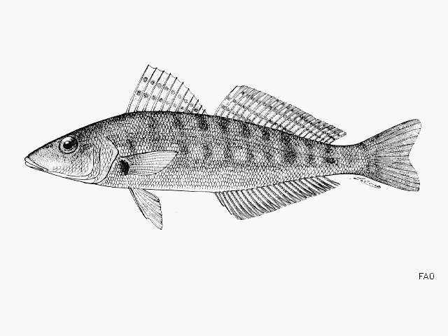 Image of Western trumpeter whiting