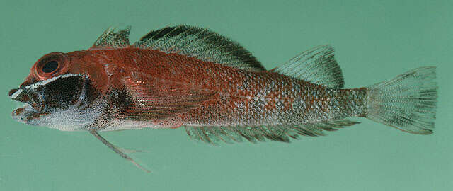 Image of Blackfin triplefin