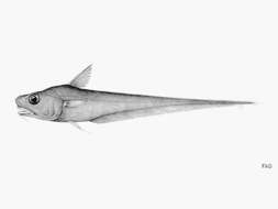 Image of Western Atlantic grenadier