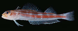 Image of Lined Triplefin