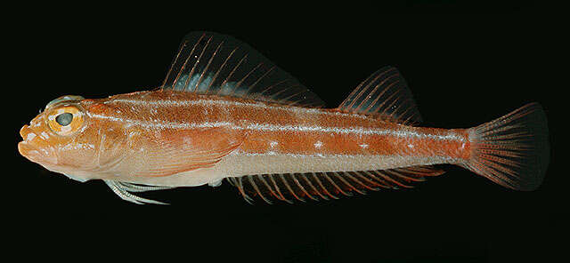 Image of Lined Triplefin