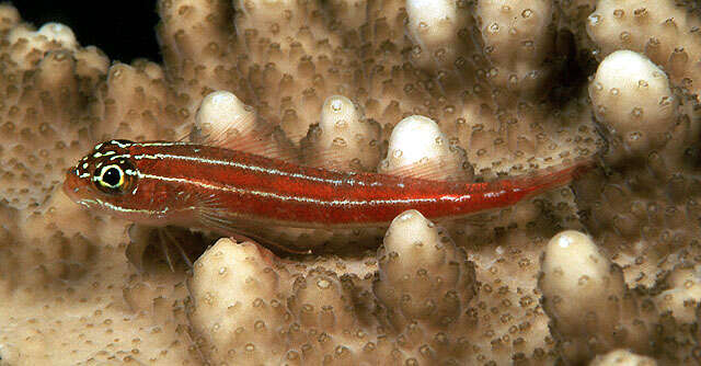 Image of Lined Triplefin