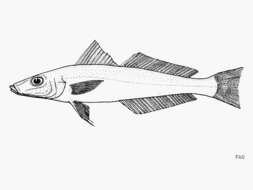 Image of Mud whiting