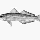 Image of Large-scale whiting