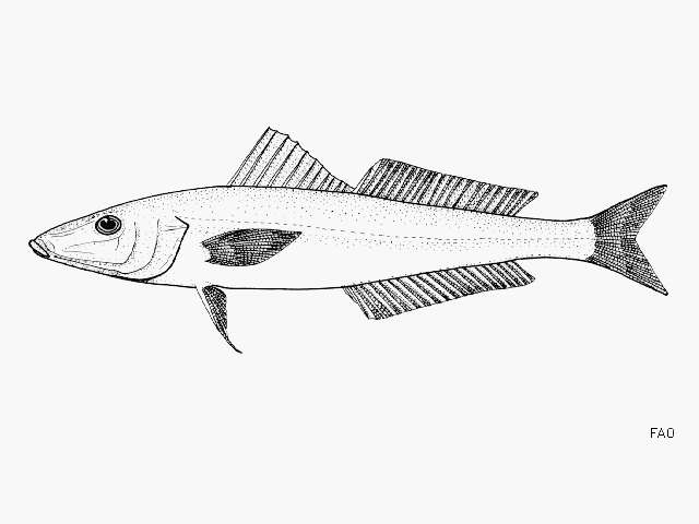 Image of Small-eyed whiting
