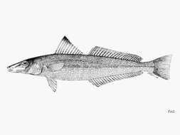 Image of Small-scale whiting