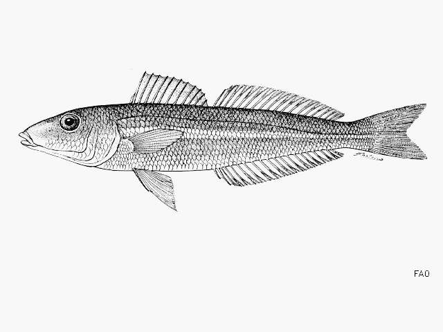 Image of Stout whiting