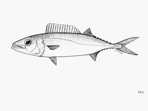 Слика од Tongaichthys