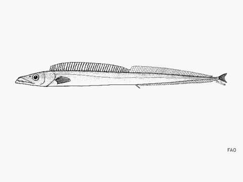 Image of Black scabbard fish
