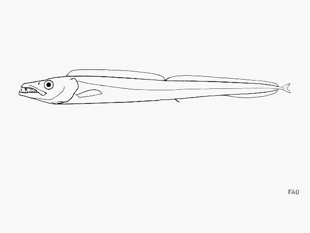 Image of Smalleye scabbardfish