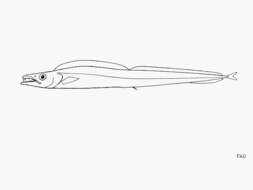 Image of Mikhailin&#39;s scabbardfish