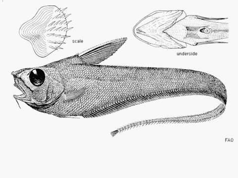 Image of Sphagemacrurus