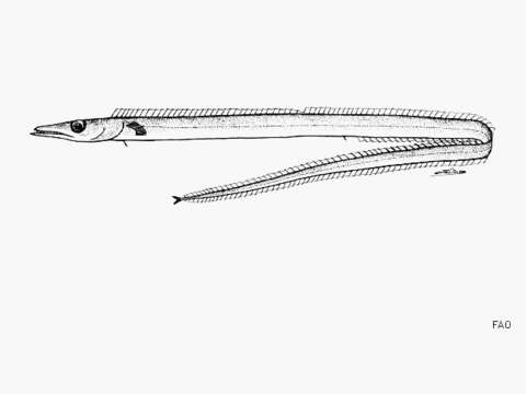 Image of Benthodesmus