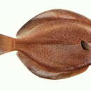 Image of Finespotted flounder