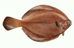 Image of Finespotted flounder