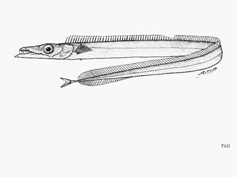 Image of Benthodesmus