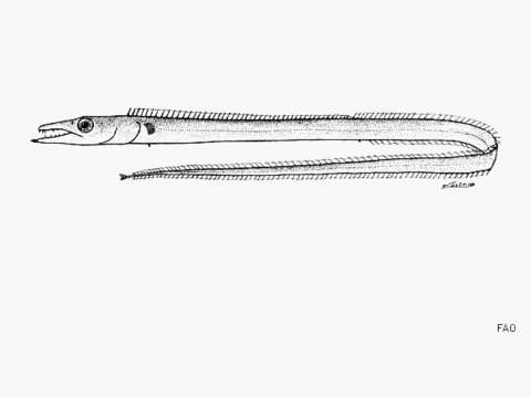 Image of Benthodesmus