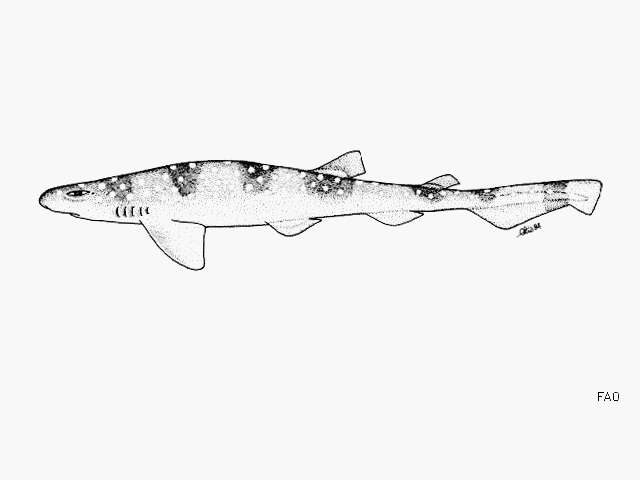 Image of Cuban Catshark