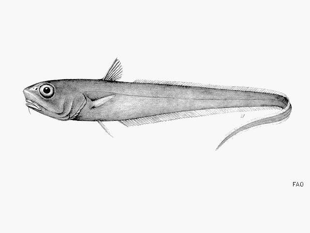 Imagem de Trachonurus sulcatus (Goode & Bean 1885)