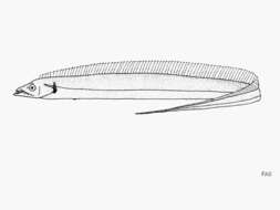 Слика од Eupleurogrammus glossodon (Bleeker 1860)