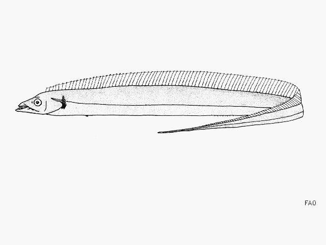 Image of Bleeker&#39;s ribbonfish