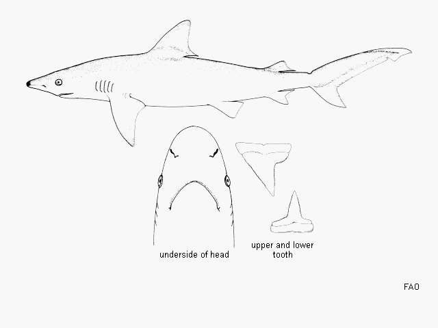 Image of requiem sharks