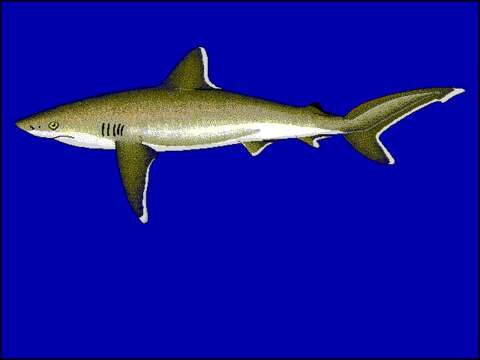 Image of Silvertip Shark