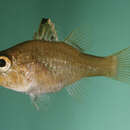 Image of Frostfin cardinalfish