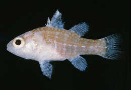 Image of Dwarf cardinalfish