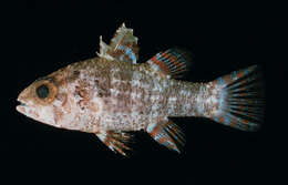 Image of Dwarf cardinalfish