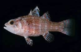 Image of Dwarf cardinalfish