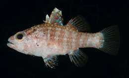 Image of Dwarf cardinalfish