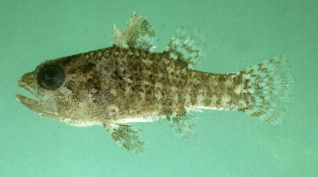 Image of Dwarf cardinalfish