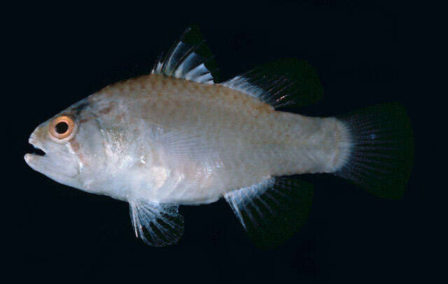 Image of Neamia