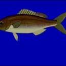 Image of African forktail snapper