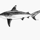 Sivun Carcharhinus amblyrhynchoides (Whitley 1934) kuva