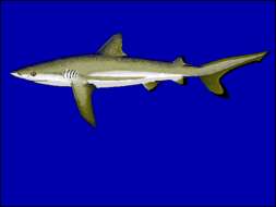 Image of requiem sharks