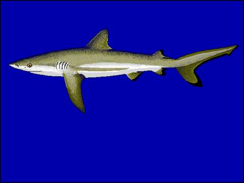 Image of Gray Reef Shark