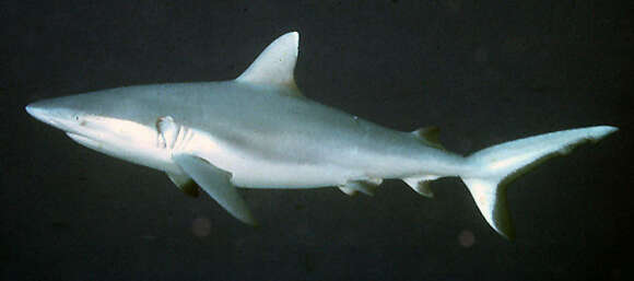 Image of Gray Reef Shark