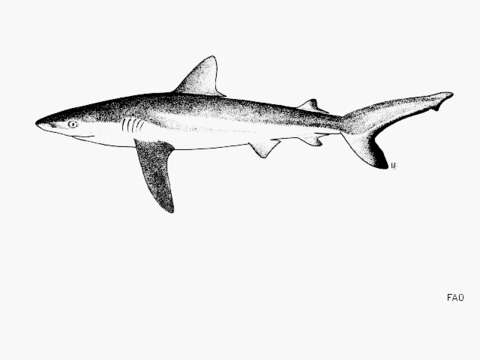 Image of Gray Reef Shark