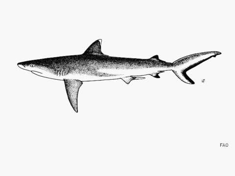 Image of Gray Reef Shark