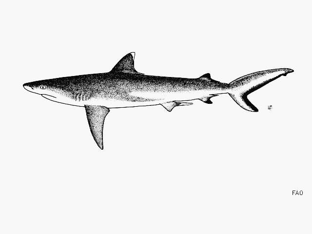 Image of Gray Reef Shark