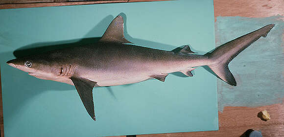 Image of Gray Reef Shark