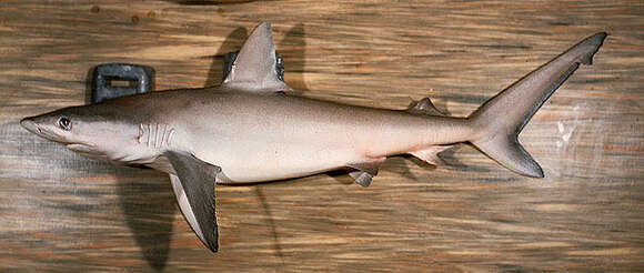 Image of Gray Reef Shark