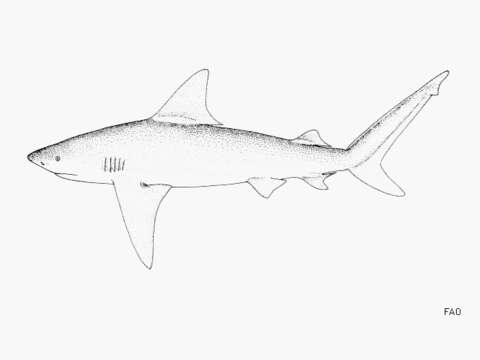 Image of Java Shark