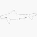 Carcharhinus borneensis (Bleeker 1858) resmi