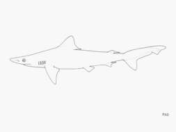 Image of Borneo Shark