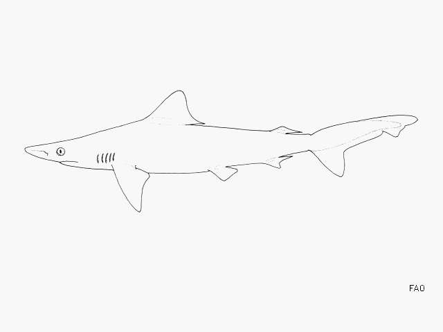 Image of Borneo Shark