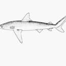 Sivun Carcharhinus brachyurus (Günther 1870) kuva